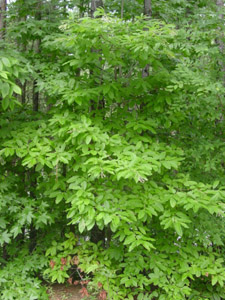 Sourwood tree in landscape